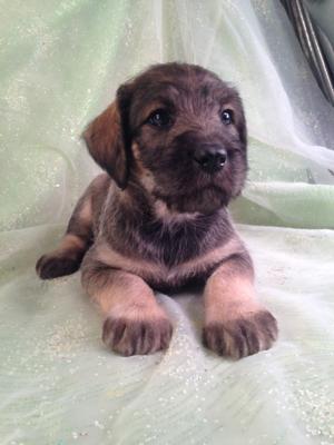 Tri Colored Female Standard Schnoodle Puppy for sale $950